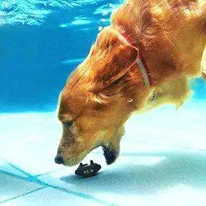 Waterproof Bark Collar to Stop Dog from Barking without Shock - 04711e05 78f1 40cd a50b 51bff965e38b. CR00300300 PT0 SX300 V1 04711e05 78f1 40cd a50b 51bff965e38b. CR00300300 PT0 SX300 V1