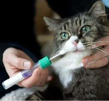 Cat DNA Test Kit to Identify Breed Groups and Genetic Diseases - 578687 578687