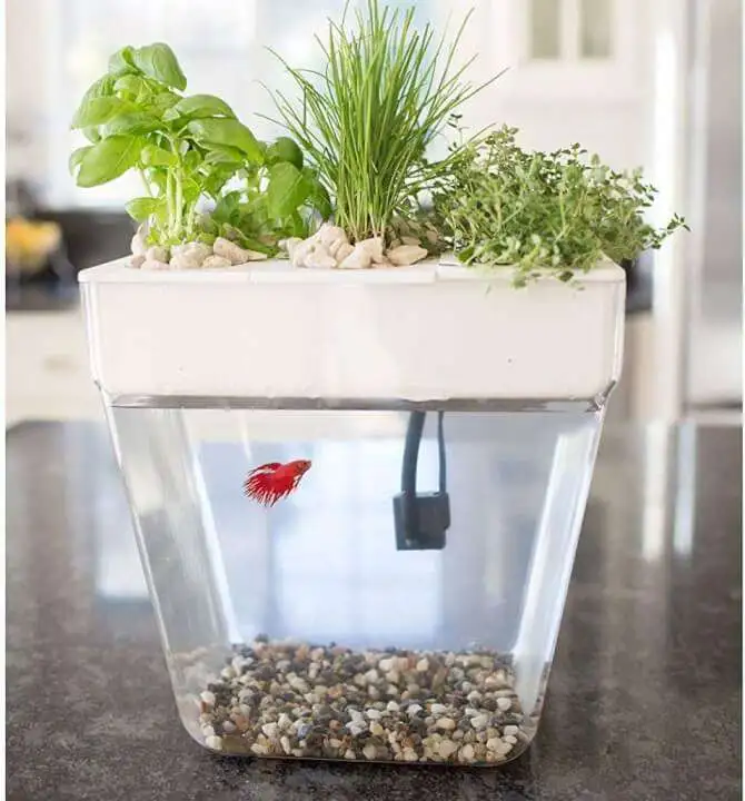 Self-Cleaning Fish Tank That Grows Food - 61ro2c6h0L. AC SL1500 61ro2c6h0L. AC SL1500