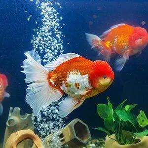 6b80eaa4 48a3 4052 b0f7 98ad71abff9d. CR00300300 PT0 SX300 V1 1