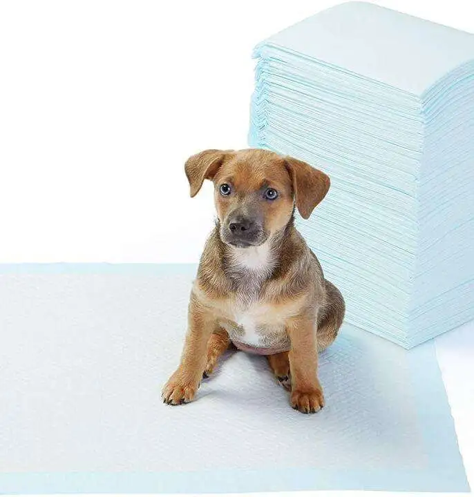 Super-Absorbent & Leak-Proof Dog Potty Training Pads - 71 1E JepbL. AC SL1500 71 1E JepbL. AC SL1500