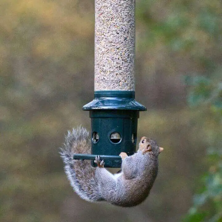 Bird Feeder That Prevents Squirrel from Stealing Seed - 714Z5TIDI9L. AC SL1000 714Z5TIDI9L. AC SL1000