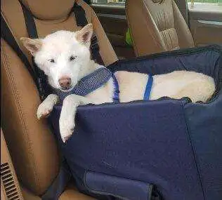 Foldable Pet Booster Car Seat for Dog and Cat - 796786 796786