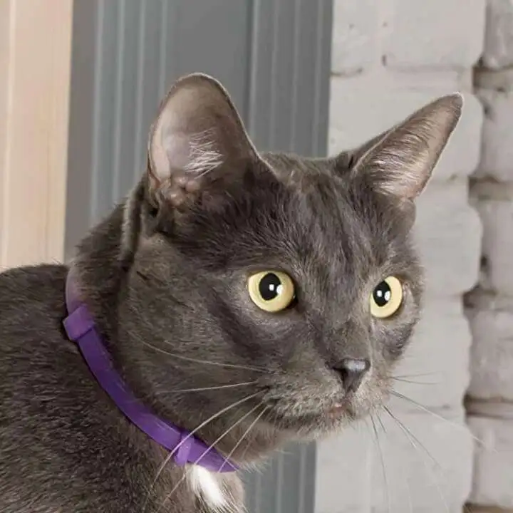 Calming Pheromone Collar for Cats to Reduce Stress & Destructive Behaviors - 81orhDNYMqL. AC SL1500 81orhDNYMqL. AC SL1500