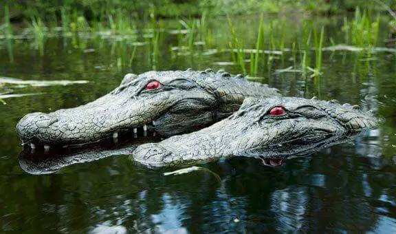 Floating Alligator Head to Keep Birds/Geese Away from Water - Gators in pond1 Gators in pond1