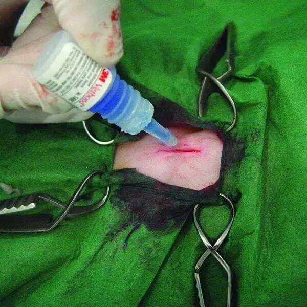 Glue to Close Wound on Pets