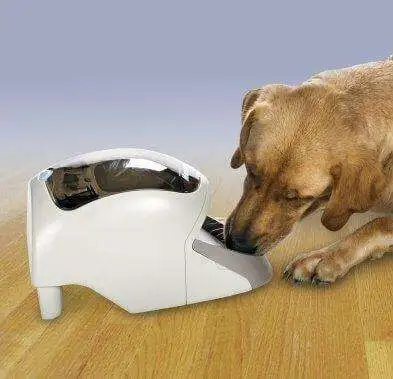 Manners Minder wDog. V373632283