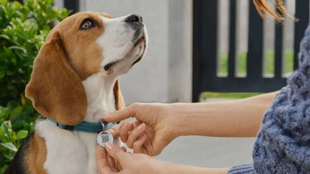 30+ Must-Have Dog Accessories for Your Dog and Yourself