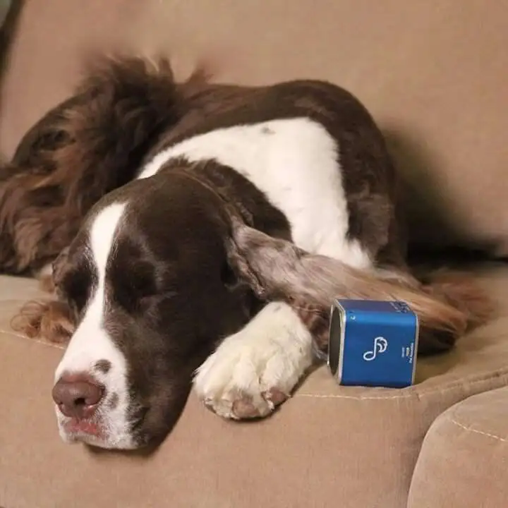 Pet Tunes Bluetooth Speaker Will Instantly Calm Your Pet With Soothing Noise - Pet Tunes Bluetooth Speaker Pet Tunes Bluetooth Speaker