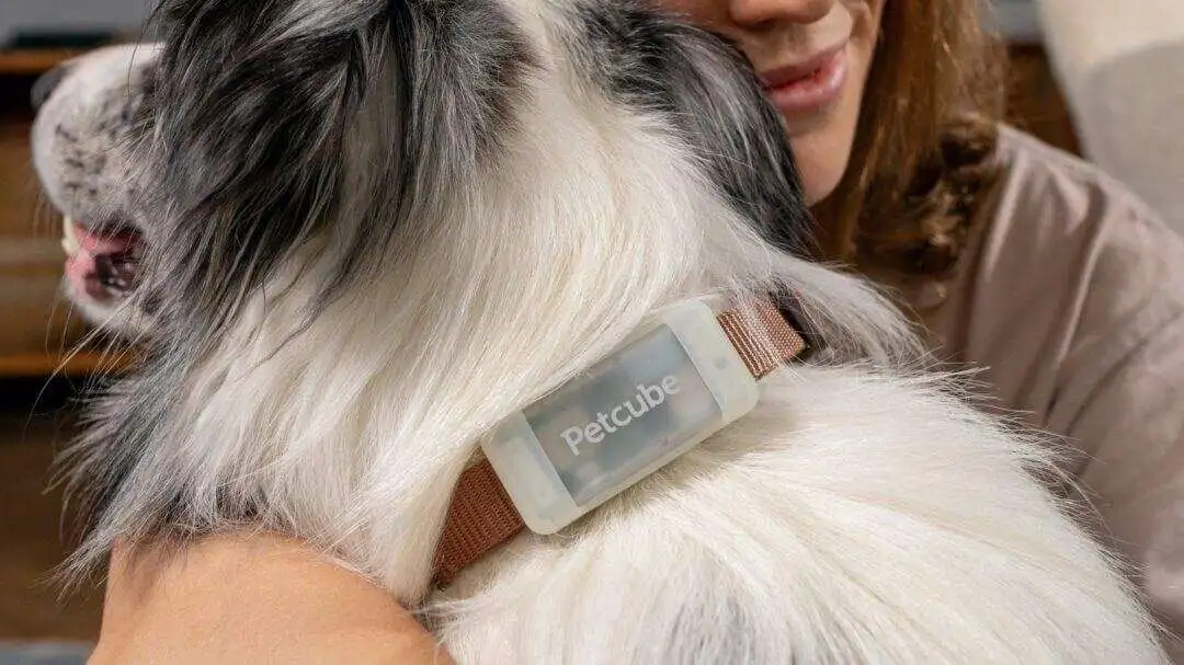 Petcube Dog Tracker Offers Not Only Location Tracking But Also Health Monitoring - Petcube GPS Tracker LTE 4G Dog Tracking Collar 04 Petcube GPS Tracker LTE 4G Dog Tracking Collar 04