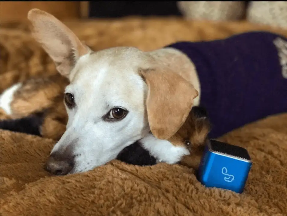 Holiday Gift Ideas for Dog Owners - image 88 image 88