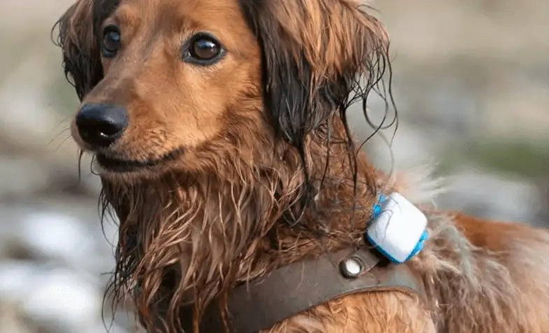 Holiday Gift Ideas for Dog Owners - image 89 image 89