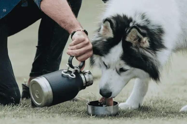 Holiday Gift Ideas for Dog Owners - image 92 image 92