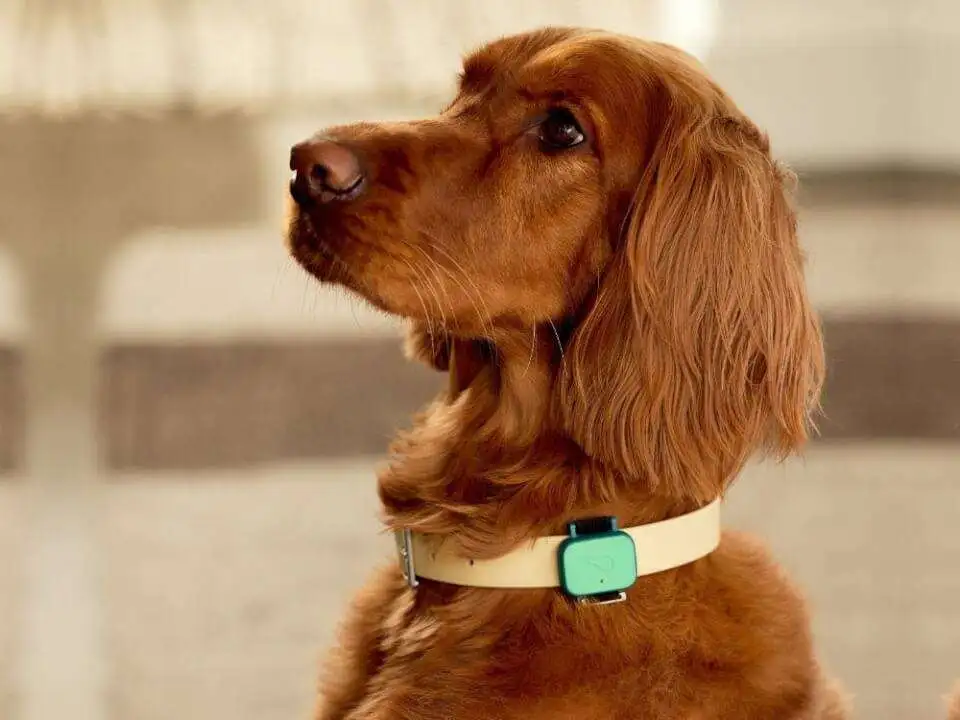 Whistle Health Tracks Your Dog Behavior and Provide Health Insights - whistle health whistle whistle health whistle