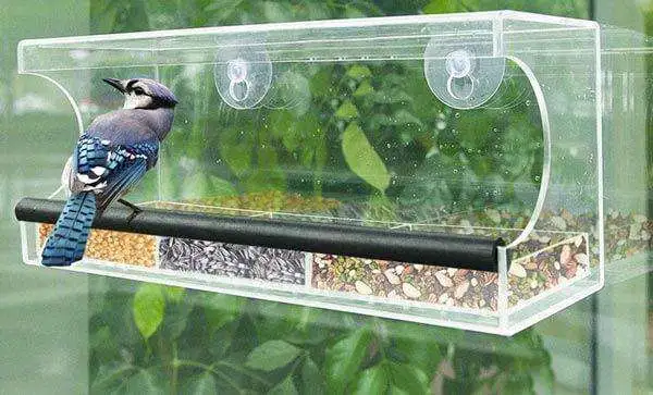 window feeder for bird